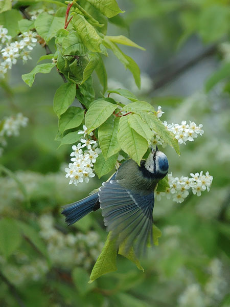 Sinitiainen, Blue Tit, Cyanistes caeruleus